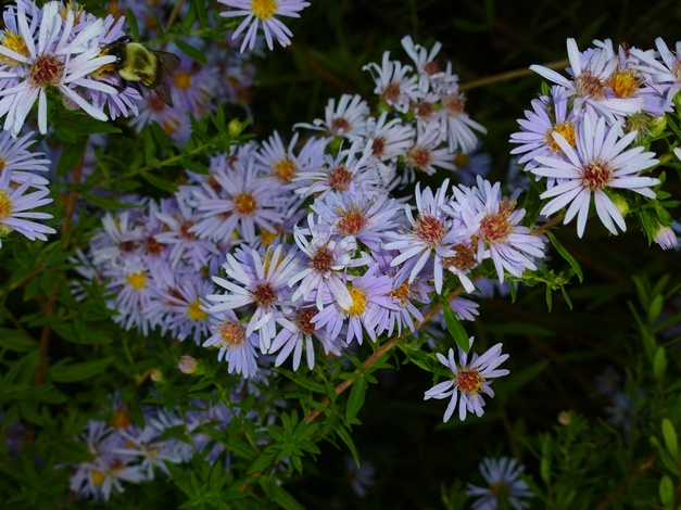 Willowleaf Aster, Willow Aster
