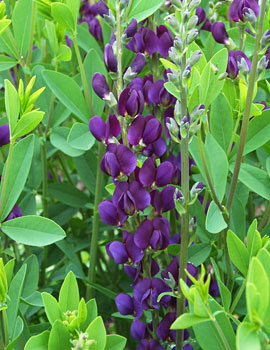 Royal Purple Prairieblues™ Baptisia, False Indigo