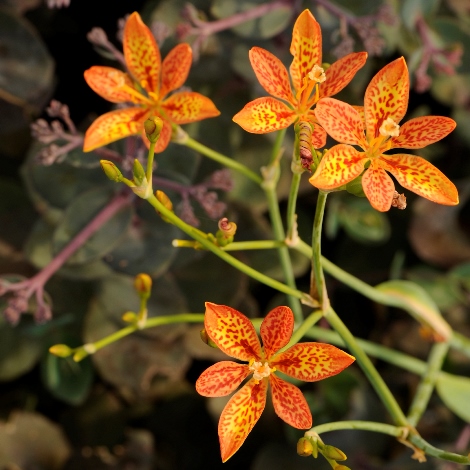 Blackberry Lily, Leopard Flower