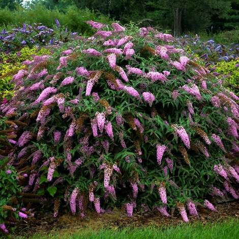 Pink Cascade Butterfly Bush