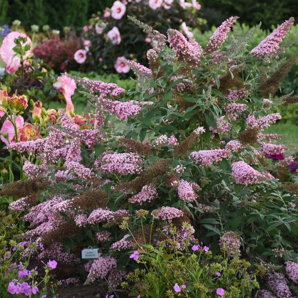 MONARCH® Princess Pink Butterfly Bush, Buddleja
