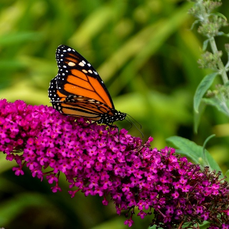 MONARCH® Queen of Hearts Butterfly Bush, Buddleja