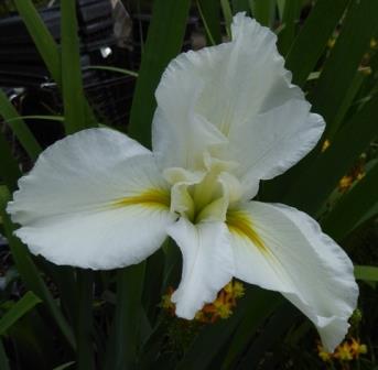 Cajun Whirl Louisiana Iris (White, Mid Season)