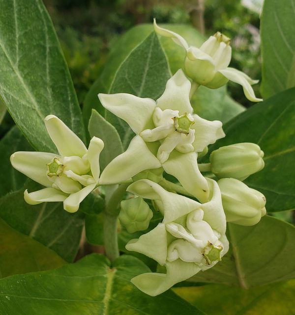 Giant Milkweed (White), Crown Flower, Indian Bowstring Hemp, Giant Calotrope, Khmer Flower