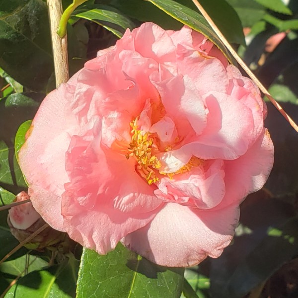 Ack-Scent Camellia