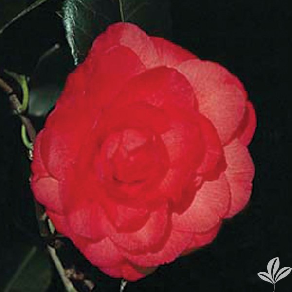 Arctic Rose Camellia