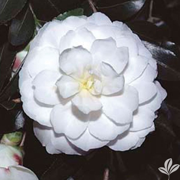 Eskimo Dawn Sasanqua Camellia