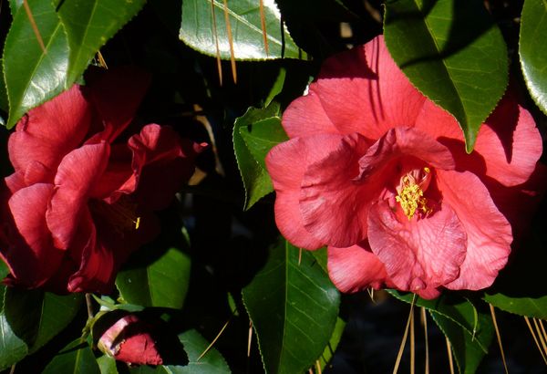 Flame Camellia