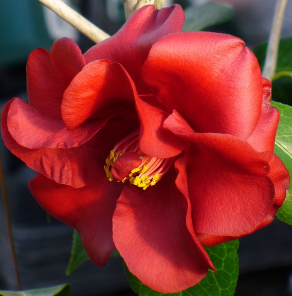 Flame Camellia