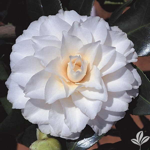 Kagiri Camellia
