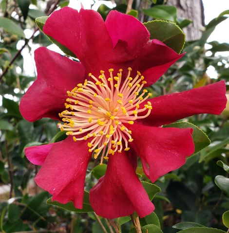 October Magic® Crimson 'N Clover™ Camellia