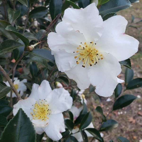 Setsugekka Sasanqua Camellia
