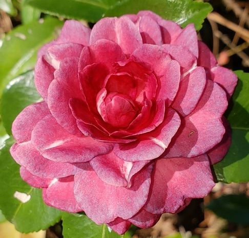 Purple Haze Sasanqua Camellia