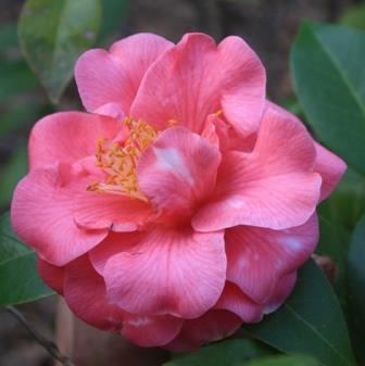 Charlean Variegated Camellia