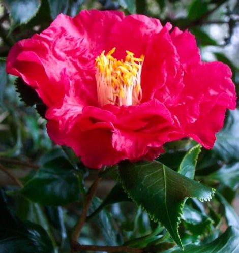 Nuccio's Holly Bright Camellia