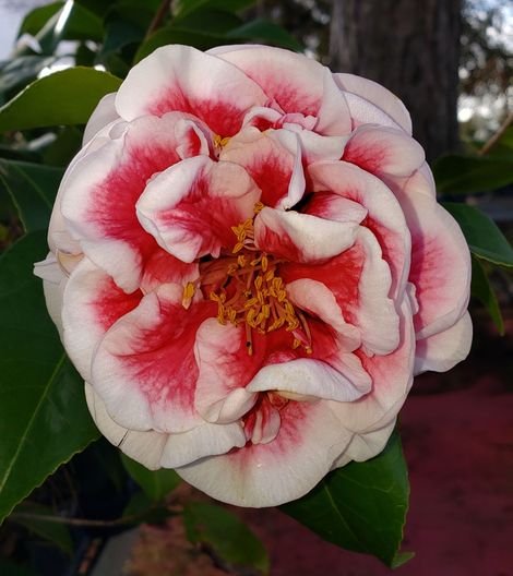 Irrational Exuberance Camellia