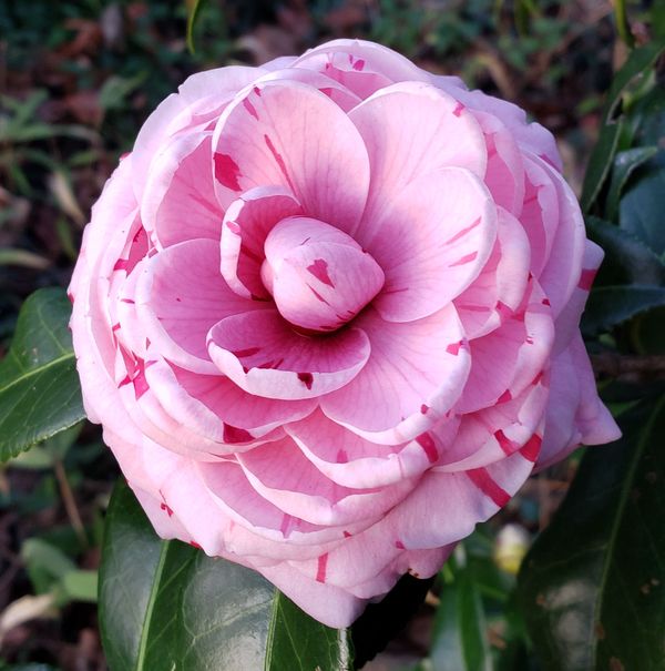 La Peppermint Camellia