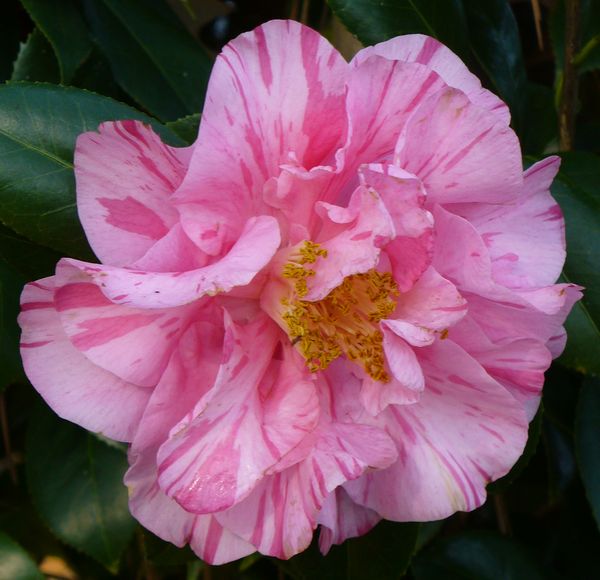 Lady Laura Red Camellia