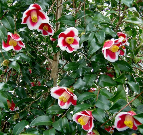 Tama-No-Ura Camellia