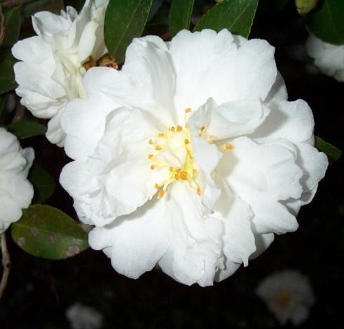 Mine-No-Yuki Sasanqua Camellia, Snow on the Mountain, White Doves, Snow on the Ridge Sasanqua Camellia