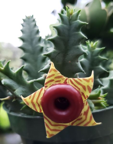rooted "Lifesaver Plant" Huernia Zebrina Cactus Very Easy To Care For 