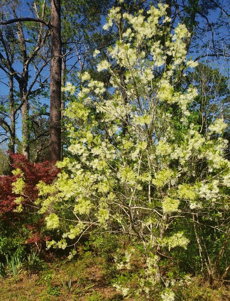 Grancy Graybeard, White Fringe Tree, Lace Tree