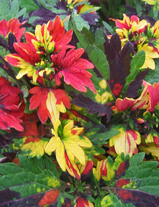 Twist and Twirl® Coleus, Painted Nettle