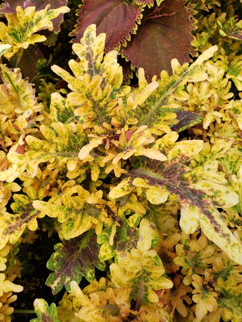 Under the Sea™ Fire Coral Coleus, Painted Nettle
