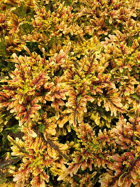 Under the Sea™ Fire Coral Coleus, Painted Nettle