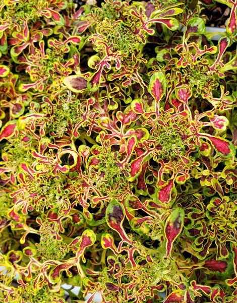 Under the Sea™ Red Coral Coleus, Painted Nettle