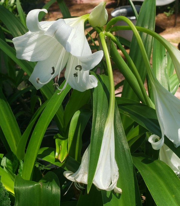 White Crinum Lily