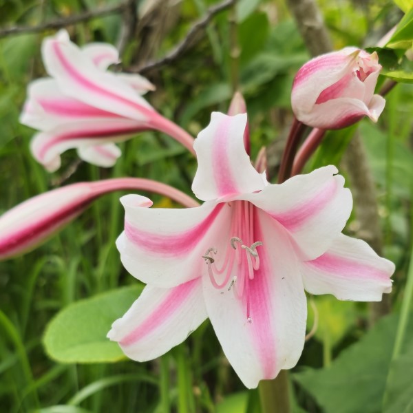 Old Milk and Wine Crinum Lily