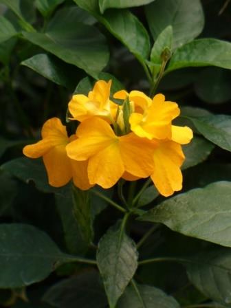 Florida Summer Firecracker Flower, Yellow Crossandra
