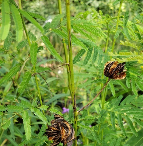 Illinois Bundleflower, Prairie Bundleflower, Prairie Mimosa, Spider Bean, Illinois Desmanthus
