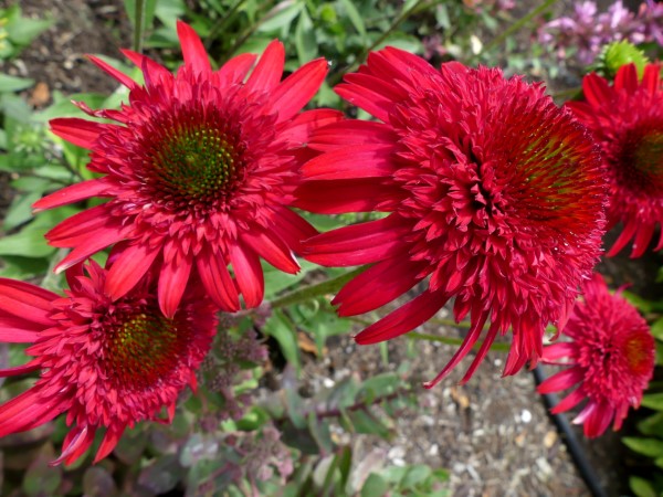 SUNNY DAYS™ Ruby Coneflower, Echinacea