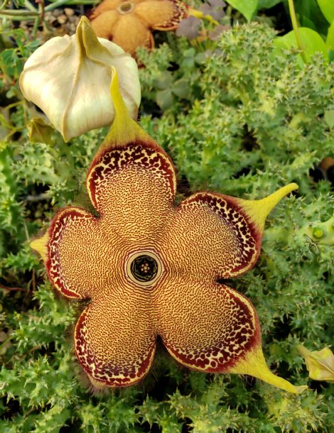 Persian Carpet Flower