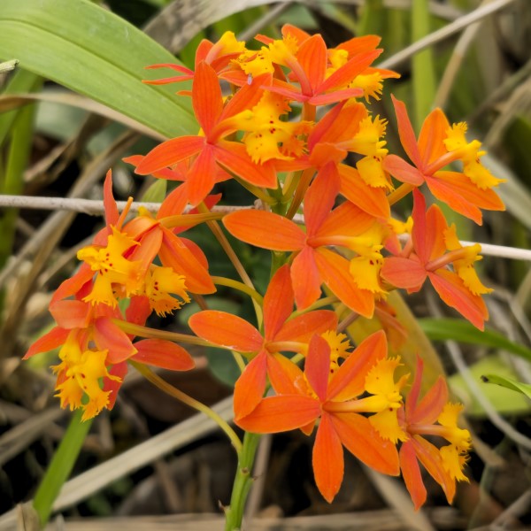 Reed-Stem Epidendrum, Ground-Rooting Orchid, Crucifix Orchid, Firestar Orchid,  Rainbow Orchid