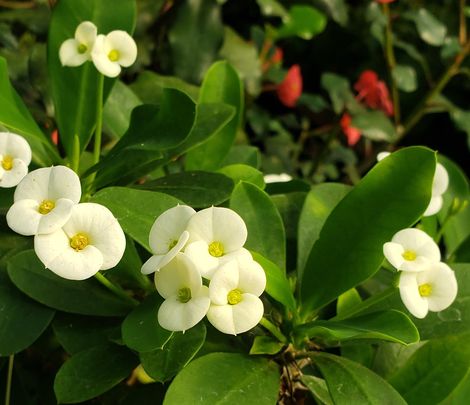Dwarf White Crown of Thorns - Shade Tolerant Plants - Alмost Eden
