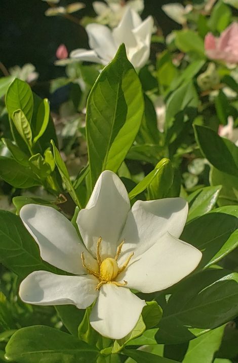 Gardenia Martha Turnbull, Gardenia Rosedown Beauty