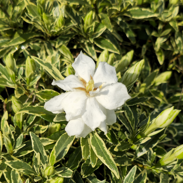 Variegated Radicans Dwarf Gardenia