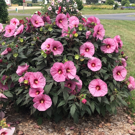 SUMMERIFIC® Berry Awesome Perennial Hibiscus, Hardy Hibiscus