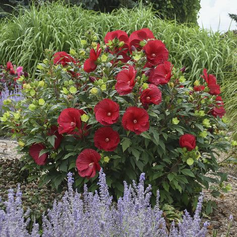 SUMMERIFIC® Cranberry Crush Perennial Hibiscus, Hardy Hibiscus