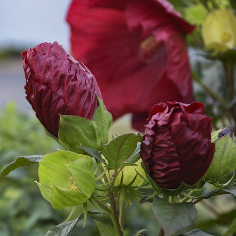 SUMMERIFIC® Cranberry Crush Perennial Hibiscus, Hardy Hibiscus
