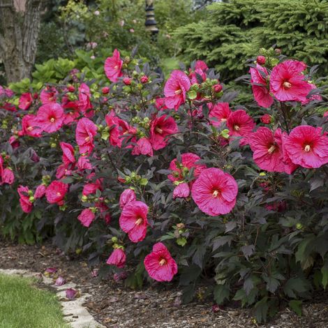SUMMERIFIC® Evening Rose Perennial Hibiscus, Hardy Hibiscus