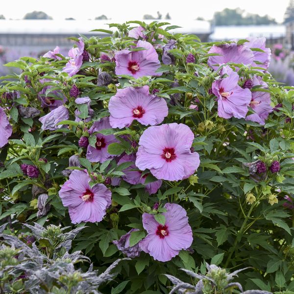 SUMMERIFIC® Lilac Crush Perennial Hibiscus, Hardy Hibiscus