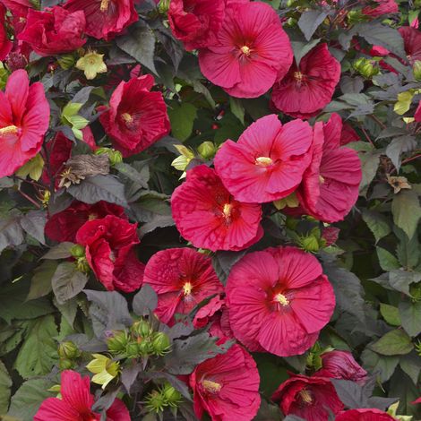 Mars Madness Perennial Hibiscus, Hardy Hibiscus