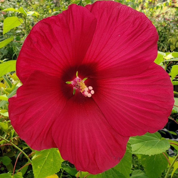 Red Flare Perennial Hibiscus, Hardy Hibiscus