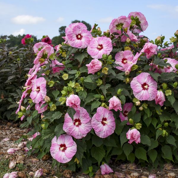 SUMMERIFIC® Spinderella Perennial Hibiscus, Hardy Hibiscus