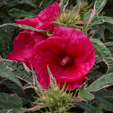 Summer Carnival Variegated Perennial Hibiscus, Hardy Hibiscus