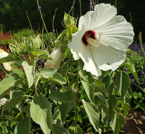 Woolly Rose-Mallow, Hairy Swamp Mallow